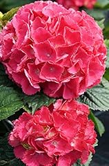 Hortensie bauernhortensie red gebraucht kaufen  Wird an jeden Ort in Deutschland