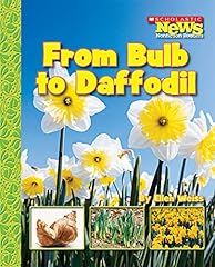 Bulb daffodil for sale  Delivered anywhere in USA 