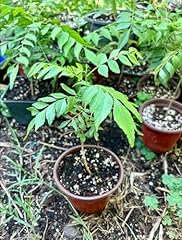 Generic curry leaf for sale  Delivered anywhere in USA 