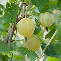 Gooseberry hardy garden for sale  Delivered anywhere in UK