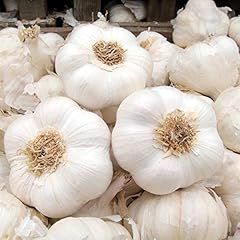 Garlic seeds pack for sale  Delivered anywhere in UK