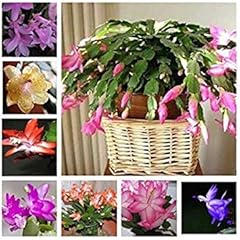 Germination seeds white d'occasion  Livré partout en France