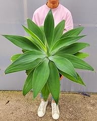 Powers flowers agave usato  Spedito ovunque in Italia 