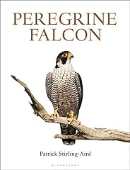 Peregrine Falcon for sale  Delivered anywhere in UK