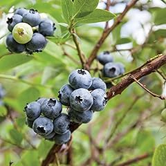 Blueberry fruit bush for sale  Delivered anywhere in UK
