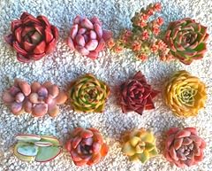 Fwpp succulents plants for sale  Delivered anywhere in USA 