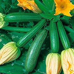 Haloppe zucchine semi usato  Spedito ovunque in Italia 