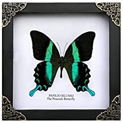 Real framed peacock for sale  Delivered anywhere in USA 