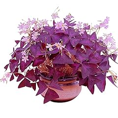 Oxalis triangularis bulbs for sale  Delivered anywhere in USA 