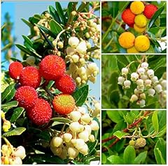 Growon shrubs litre for sale  Delivered anywhere in UK