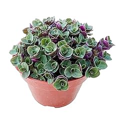 Inch live succulent for sale  Delivered anywhere in USA 