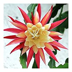 Epiphyllum Hybr. Edi Paetz - Edi Paetz Orchid Cactus for sale  Delivered anywhere in Canada
