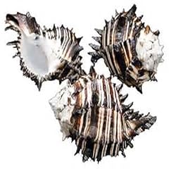 Shell piece black for sale  Delivered anywhere in USA 