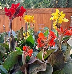 Canna lily standard for sale  Delivered anywhere in USA 