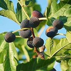 Ficus brown turkey d'occasion  Livré partout en Belgiqu