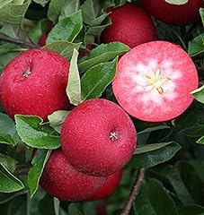 Apfelbaum rosette rotfleischig gebraucht kaufen  Wird an jeden Ort in Deutschland