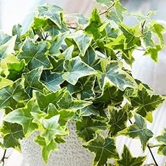 Carbeth plants indoor for sale  Delivered anywhere in UK
