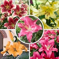 Skyscraper lily collection for sale  Delivered anywhere in UK