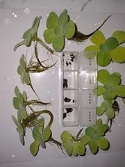 Bladder snails water for sale  Delivered anywhere in UK