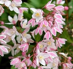 Yuki cherry blossom for sale  Delivered anywhere in USA 