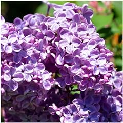 Branched lilac trees for sale  Delivered anywhere in UK