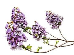 Big pack paulownia for sale  Delivered anywhere in USA 