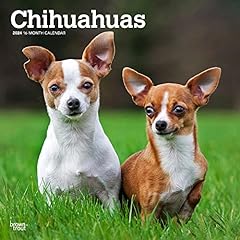Chihuahuas 2024 inch for sale  Delivered anywhere in USA 