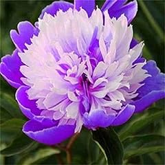 Peonia bulbi pianta usato  Spedito ovunque in Italia 