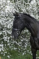 Riding trense französisches gebraucht kaufen  Wird an jeden Ort in Deutschland