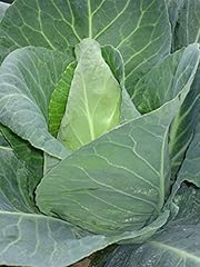 Heirloom heritage brassica for sale  Delivered anywhere in UK