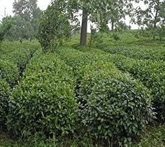 Pack 100 camellia for sale  Delivered anywhere in UK