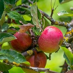 Apple wonder tree for sale  Delivered anywhere in UK