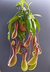 Nepenthes alata pitcher for sale  Delivered anywhere in Ireland