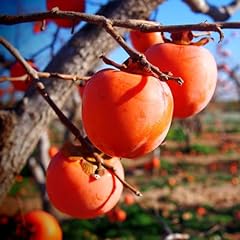 American persimmon tree for sale  Delivered anywhere in USA 