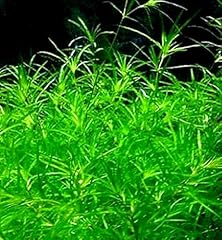 Guppy grass super for sale  Delivered anywhere in USA 