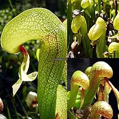 Darlingtonia californica cobra for sale  Delivered anywhere in UK