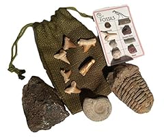 Dinosaurs rock fossil for sale  Delivered anywhere in USA 
