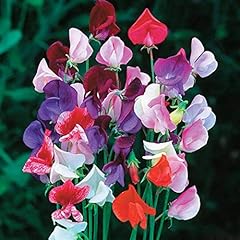 Sweet pea heirloom for sale  Delivered anywhere in UK