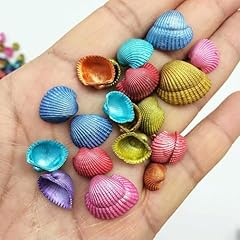 Conchiglie vere assortite usato  Spedito ovunque in Italia 
