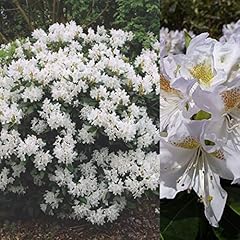 Rhododendron cunninghams white for sale  Delivered anywhere in UK