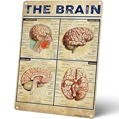 Homely accents brain for sale  Delivered anywhere in USA 
