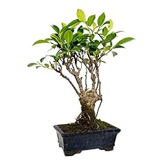 Bonsáigranada ficus retusa d'occasion  Livré partout en France