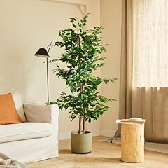 Blaine ficus 150cm usato  Spedito ovunque in Italia 