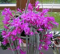 Aporocactus flagelliformis 2 for sale  Delivered anywhere in UK