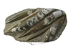 Fossilien ammoniten trilobiten gebraucht kaufen  Wird an jeden Ort in Deutschland
