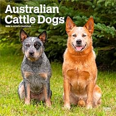 Australian cattle dogs for sale  Delivered anywhere in USA 