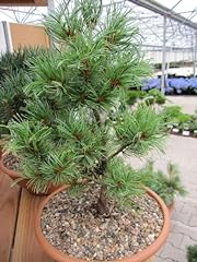 Pinus parviflora schoons gebraucht kaufen  Wird an jeden Ort in Deutschland