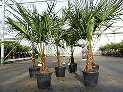 Gruenwaren jakubik trachycarpu gebraucht kaufen  Wird an jeden Ort in Deutschland