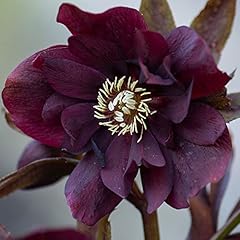 Garden hellebore double for sale  Delivered anywhere in UK