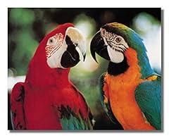 Tropical birds macaw for sale  Delivered anywhere in USA 